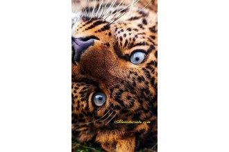 Диамантен гоблен Сини тигрови очи