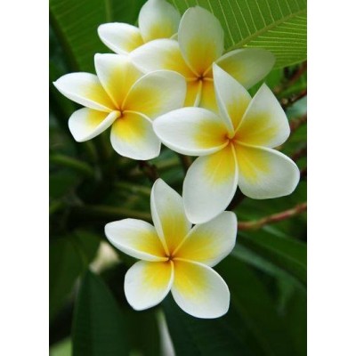Диамантен гоблен Хавайски цветенца